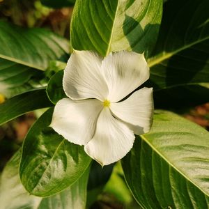 Close-up of white flowering plant
