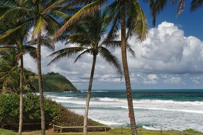 Palm trees on beach against sky