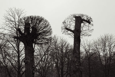 Low angle view of bare trees