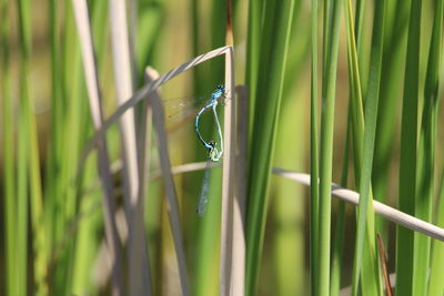 Close-up of insect on grass