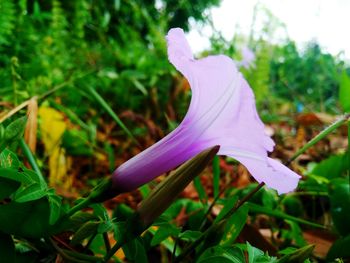 Close-up of flower blooming outdoors