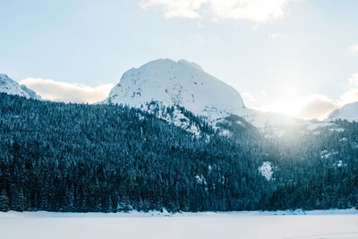 Pine  trees at durmitor mountain