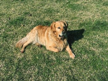 High angle view of dog on field
