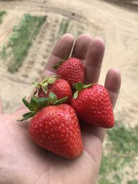 Close-up of strawberries