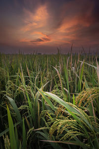 Crops growing on field against sky during sunset