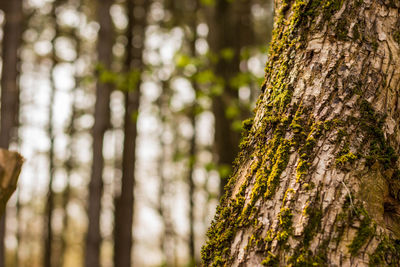 Close-up of lichen growing on tree trunk