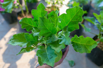 Close-up of leaves