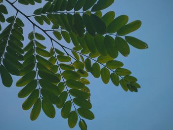 Low angle view of leaves against clear blue sky