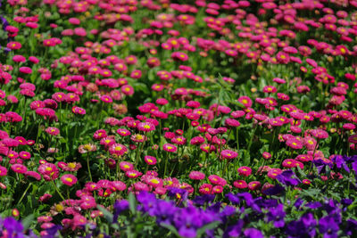 Close-up of pink flowering plants on field