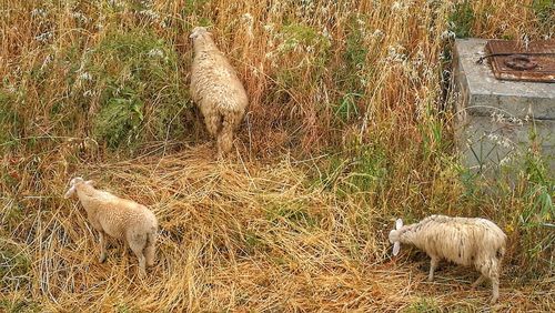 Sheep grazing on field