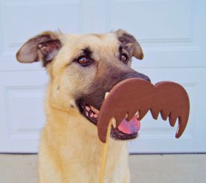 Close-up of a dog