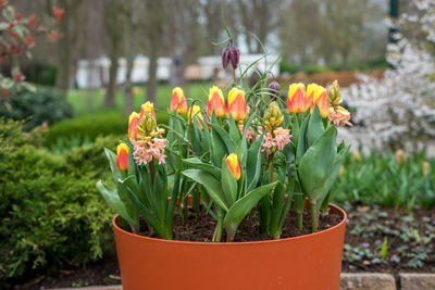 Close-up of potted plant in park