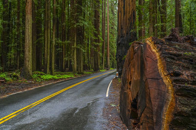 Road amidst trees in forest