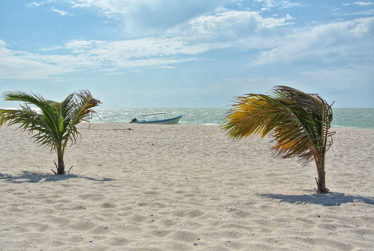 PALM TREES ON BEACH AGAINST SEA