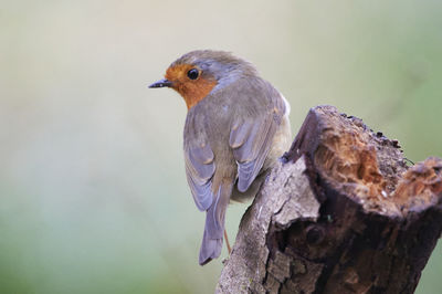 Close-up of bird perching on wood