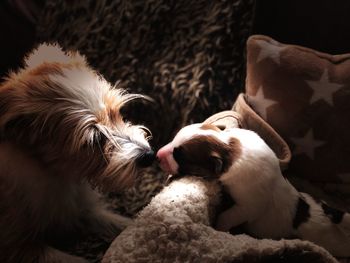 High angle view of dogs at home