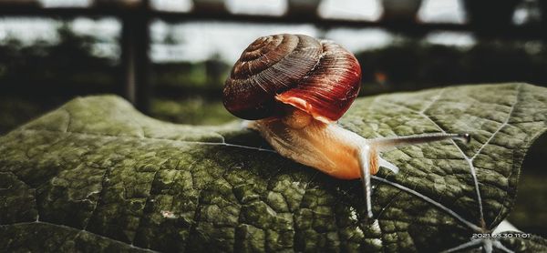 Close-up of snail