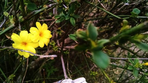 Close-up of yellow flowers