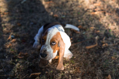 A cute baby basset hound.