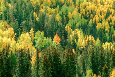 Start of autumn in the aspen forest