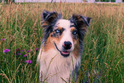 Portrait of dog on field