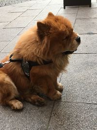 Dog sitting on footpath