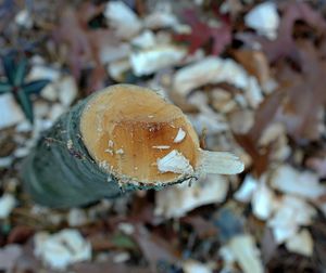 Close-up of fungus