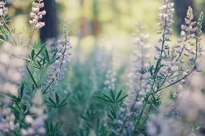 Close-up of flowering plants on field