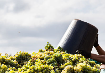 Low angle view of fresh plants against sky