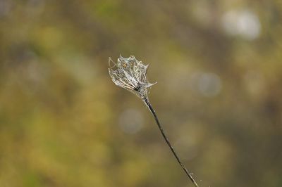 Close-up of wilted plant