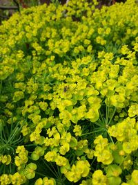 Close-up of yellow flower