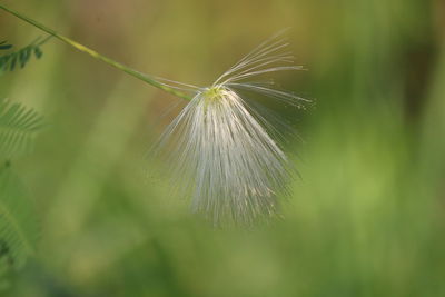 Close-up of dandelion on plant