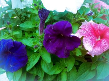 Close-up of purple flowers blooming outdoors