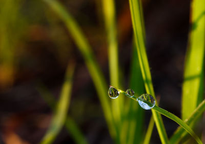 Close-up of water drops on blade of grass