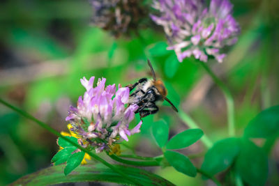 Close-up of bee on flower