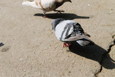 High angle view of bird perching on shadow