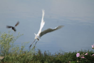 Bird flying against sky
