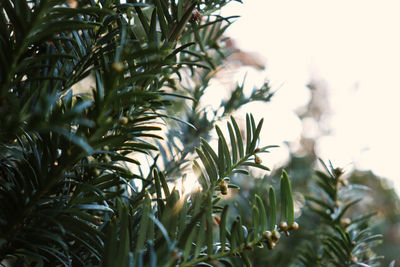 Low angle view of pine tree leaves