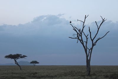 Bare tree on field against sky