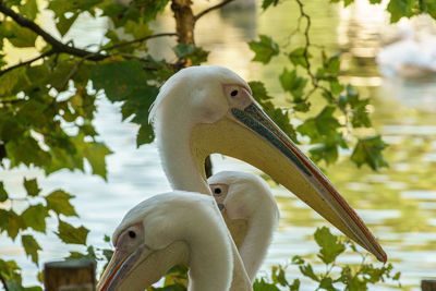 Close-up of pelican