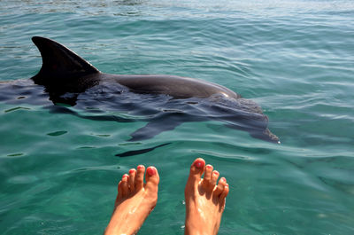 Low section of person swimming in sea