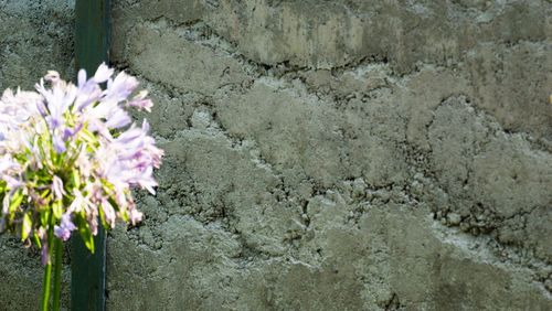 Close-up of flower on sand