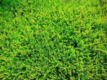 Full frame shot of green leaves on field