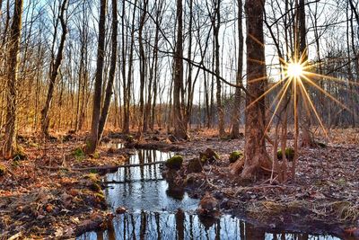 Sun shining through trees