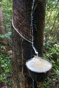 Close-up of fresh mushroom growing in forest