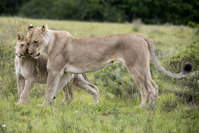 Lions on field