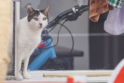 Close-up of hand holding cat by car