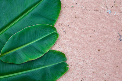 High angle view of fresh green leaves