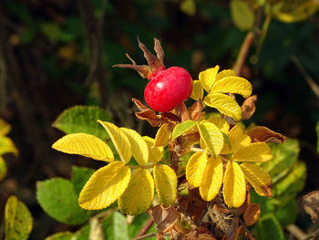 Close-up of red berries growing on plant