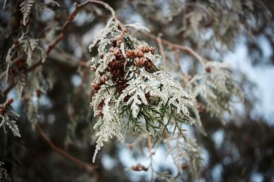 Low angle view of tree against sky during winter